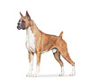 Boxer