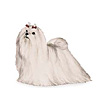 Maltese
