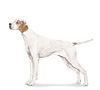 Pointer