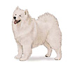 Samoyed